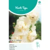 Horti Tops Moestuin>Alcea Majorette champagne (Stokroos) zaad