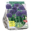 Baltus Bodemverbeteraars>Allium Aflatunense Purple Sensation per 15