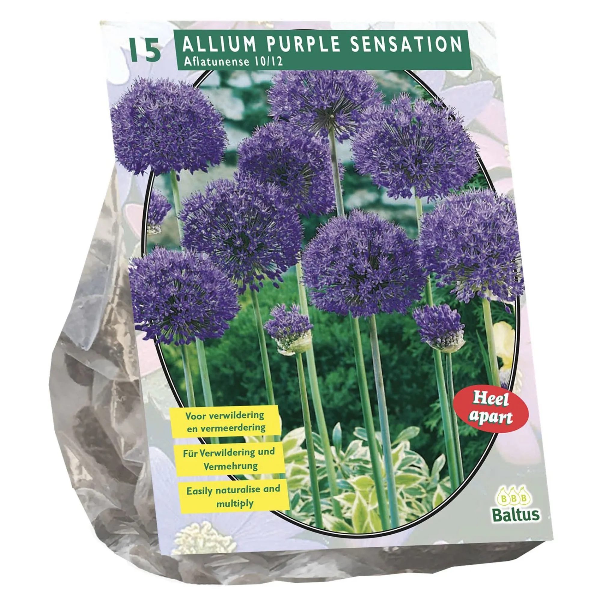 Baltus Bodemverbeteraars>Allium Aflatunense Purple Sensation per 15