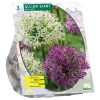 Baltus Bodemverbeteraars>Allium Giant mix per 3
