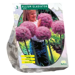 Baltus Bodemverbeteraars>Allium Gladiator His Excellence per 3