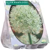 Baltus Bodemverbeteraars>Allium Mount Everest per 3