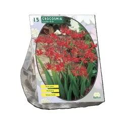 Baltus Bodemverbeteraars>Crocosmia Lucifer per 15 stuks