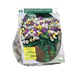 Baltus Bodemverbeteraars>Crocus Botanisch mix per 60