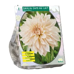 Baltus Bodemverbeteraars>Dahlia Dinnerplate Café au Lait per 1