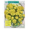 Baltus Bodemverbeteraars>Eranthis Cilicica per 30