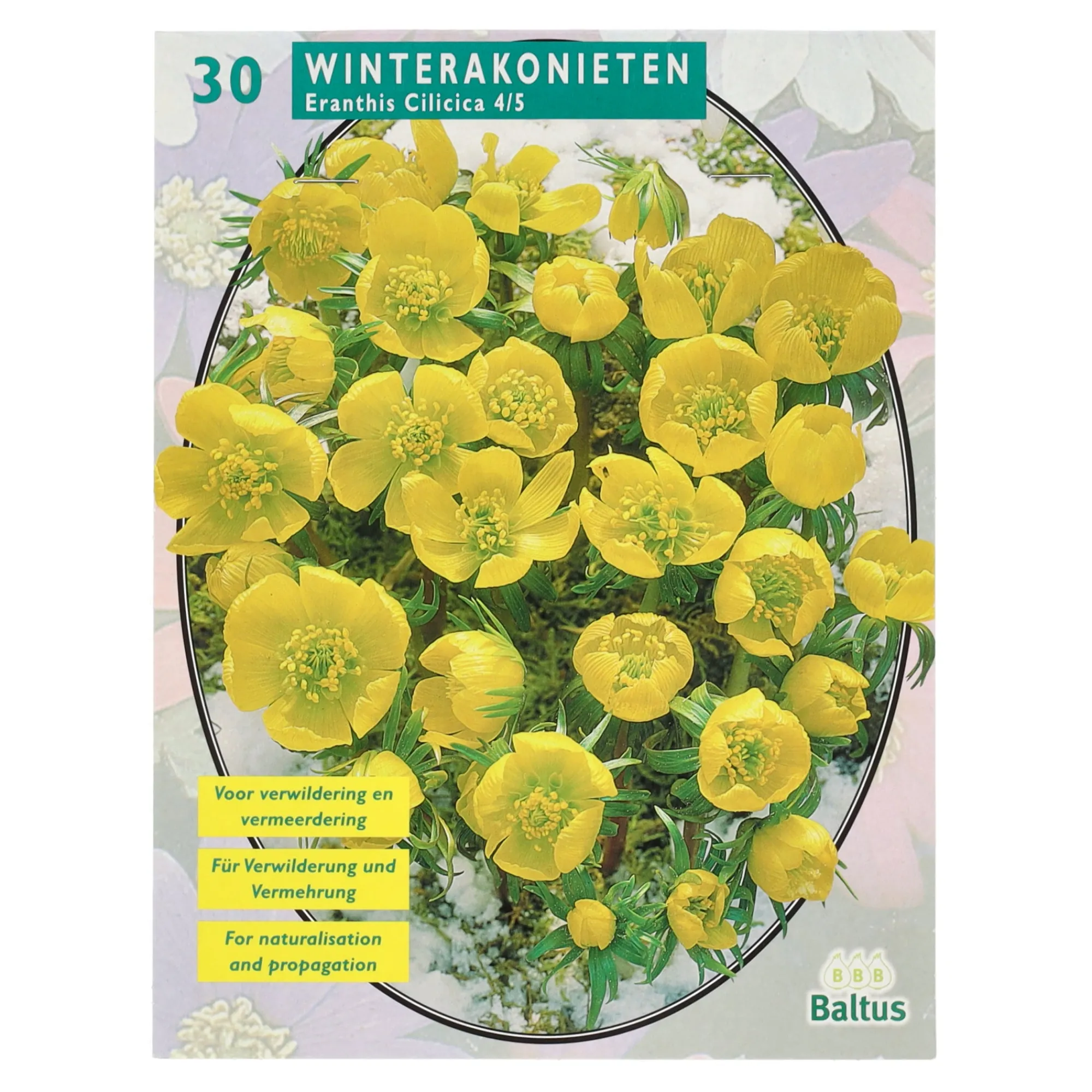Baltus Bodemverbeteraars>Eranthis Cilicica per 30