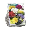 Baltus Bodemverbeteraars>Freesia Mix per 50 dubbel