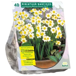 Baltus Bodemverbeteraars>Narcis Mini Minnow per 40