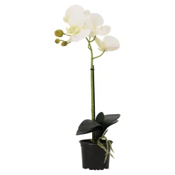 Natural Collections Kunstplanten En Kunstbloemen>Orchidee 38 cm wit