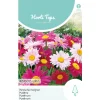 Horti Tops Moestuin>Perzische margriet Robinson Giants