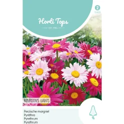 Horti Tops Moestuin>Perzische margriet Robinson Giants