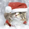 Duni Kerstdecoratie>Servet 33 x 33 cm Kitten Christmas