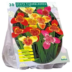 Baltus Bodemverbeteraars>Tigridia Pavonia mix per 30