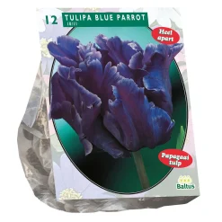 Baltus Bodemverbeteraars>Tulipa Blue Parrot Parkiet per 12