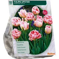 Baltus Bodemverbeteraars>Tulipa Dubbel Laat Upstar per 10
