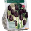 Baltus Bodemverbeteraars>Tulipa Queen of Night Enkel Laat per 10