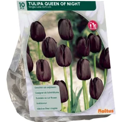 Baltus Bodemverbeteraars>Tulipa Queen of Night Enkel Laat per 10