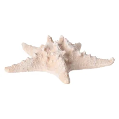 Natural Collections Woondecoratie>Zeester 19 cm 2 assorti