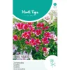 Horti Tops Moestuin>Zomerazalea Enkelbloemig Mix