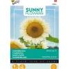 Buzzy Moestuin>Zonnebloem White Sun of Day
